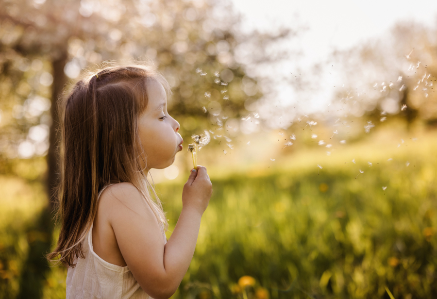 vier jähriges Mädchen pustet im Abendlicht Pusteblumen